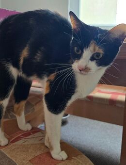 Katze Bella - Aschersleben