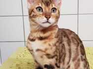 Ausgezeichnete Bengalkatze mit FIFe Stammbaum - Albstadt