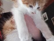 Ein kleiner Maine coon sucht noch ein neues zu Hause - Worpswede