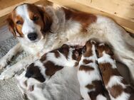 Kooikerhondje-Welpen suchen Premium-Zuhause - Fellheim