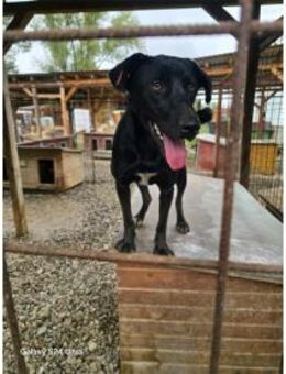 Guappo Pflegestelle oder Zuhause gesuc - Oberwies