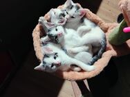 Katzen Kitten - Neu-Seeland