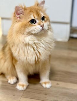 Deckkater mit Stammbaum - Schorndorf (Baden-Württemberg)