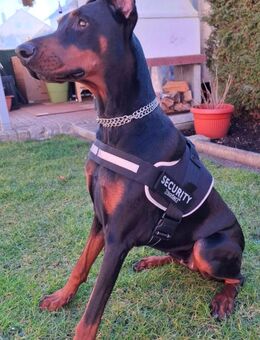 Dobermann Hündin 16 Monate alt - Pirk