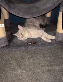 Bkh tabby Silver zu verkaufen - Westerkappeln