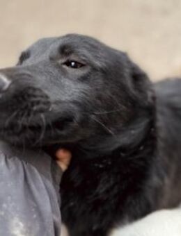 lieber Traumhund Hueco - Kallmünz