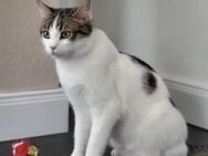 Kater Balou sucht seine tollkühne Crew - München