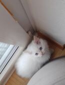 BHK Britisch Kurzhaar Mix in 81927