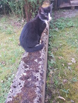 Katzenbabys, Kitten, 3 abzugeben ab sofort - Homburg