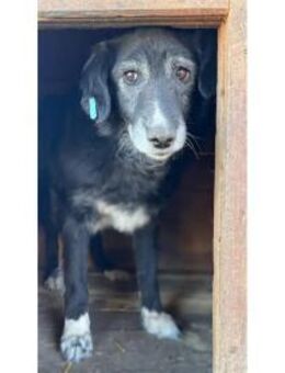 Rajor - Pflegestelle oder Zuhause gesuch - Oberwies