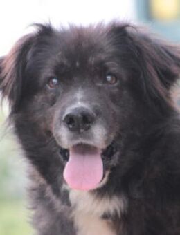 Teddy - liebenswerter & freundlich - Lohmar