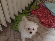 Maltipoo welpen - Paderborn