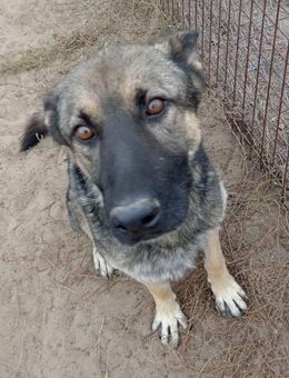 Mars - Liebevolle Familie gesucht - Köln