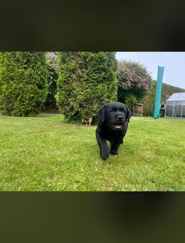 Labrador-Golden Retriever Therapiehunde Schulhunde Kitahunde - Willebadessen