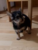 2 hübsche Yorkshire Mix Welpen Hündinnen in 09236