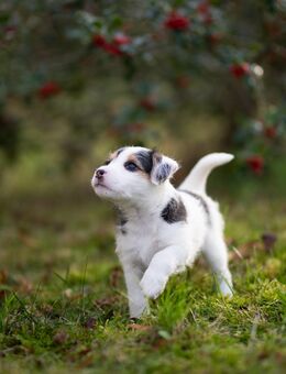 Parson Russell Terrier Welpen Mädchen suchen ein Zuhause - Neuenhagen (Berlin)