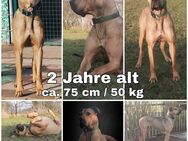 SAUPACKER (DEUTSCHE DOGGE / CANE CORSO / PRESA CANARIO) - Steyerberg