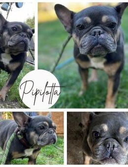 PIPILOTTA PP Sanftes Mädchen sucht Liebe - Neustadt (Rübenberge)