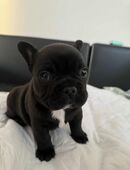 Französische Bulldogge in 44135