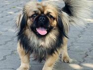 🐶 Diablo Kleiner Wirbelwind sucht gro - Kassel
