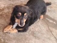 Wilma – kleine Herzensbrecherin sucht ihr Für-immer-Zuhause - Leipzig