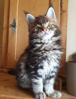 Maine Coon Schatz - Großmehring