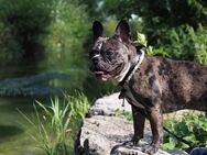 Französische Bulldogge sucht neues Zuhause - Reutlingen