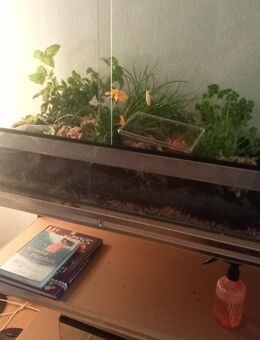 Terrarium mit Achatschnecken - Wiesbaden Kastel