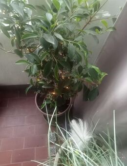 Verkaufe Bonsai Ficus Ginseng - München Altstadt-Lehel