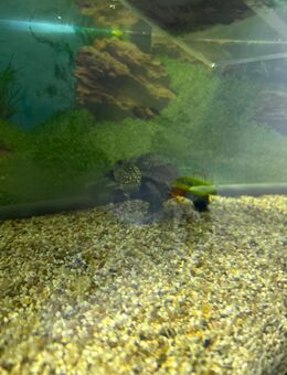 Chinesische Dreikiel Schildkröten in liebevolle Hände abzugeben - Wetzlar