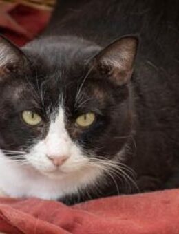 Verschmuster Tifón sucht Spielkameraden - Bad Camberg