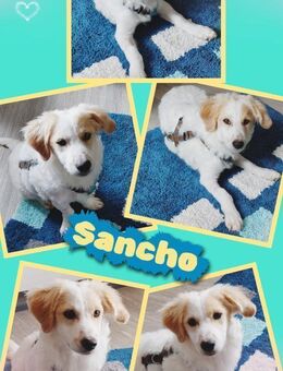 Sancho wartet in 91278 Pottenstein! - Nürnberg