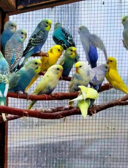 Nestjunge Wellensittiche aus Juli 25 in Top Qualität vom Züchter - Hemer
