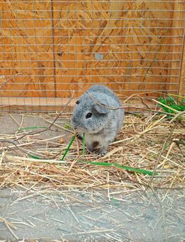 Unser kleiner Koala sucht ein neues Zuhause! - Groß Pankow