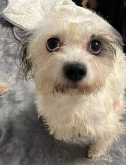 Cäsar ♥️ aufgeschlossener lieber Wuschel - Velbert