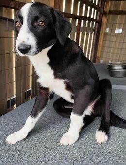 Balou - wer kann da schon widerstehen - Dingolfing