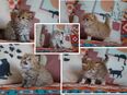 Britisch Langhaar Kitten BLH mit Stammbaum in 04157