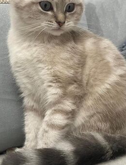 BHK Katze - Kirn