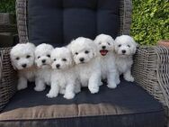 2 wunderschöne Bichon Frise Welpen im Teddylook - Steinhagen (Landkreis Vorpommern-Rügen)