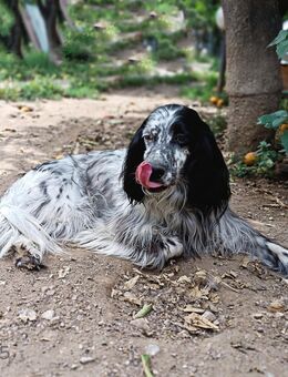Englisch Setter Hündin 4Jahre - Kropp