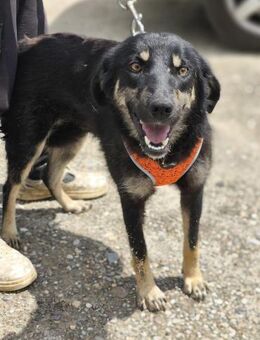 Lauri hat Herz und Liebe zu verschenken - Overath
