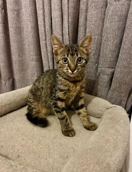 Fifi aus dem Tierschutz - Grevenbroich