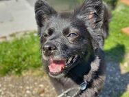 Trixie - hat Freude die Welt zu erkunden - Löwenberger Land