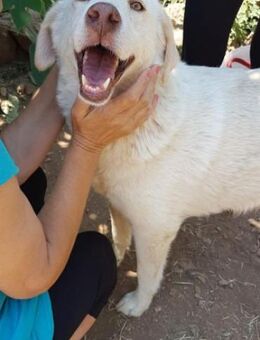 Sanfter, ausgeglichener Arctic - Mettmann