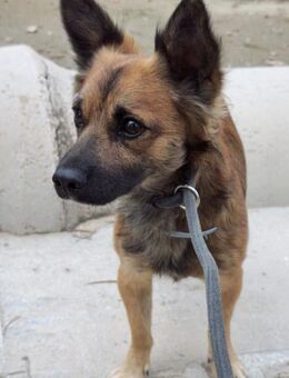 Loky wartet auf seine Familie - Duisburg