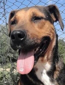 LARISA wartet hoffnungsvoll auf Rettung - Hof