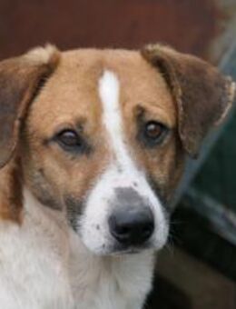 Lucio, sanfter Herzenshund - Kallmünz