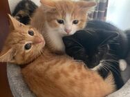 5 zuckersüße Katzenbabys suchen ein liebevolles Zuhause! - Rheine