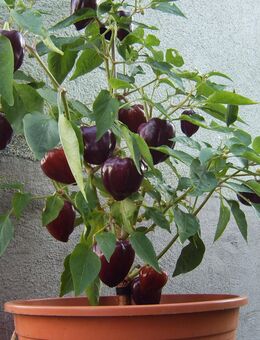 Paprika Saatgut Oda - Sulzbach-Rosenberg