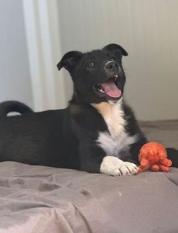 🐶💙Neugieriger Welpe Blue sucht Dich! - Eislingen (Fils)